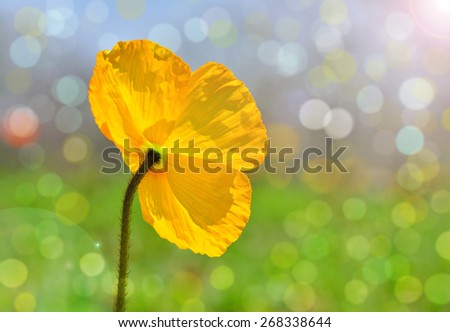 Yellow poppy close-up / Back shot / Blurring of the beautiful light