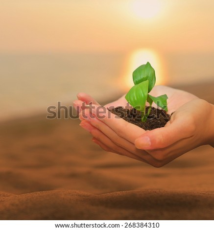 Hands holding tree growing on desert.