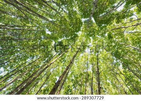 Mangrove tree Low angle view