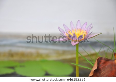 Pink lotus in a pond, in Buddhism belief means 'wisdom' Zdjęcia stock © 