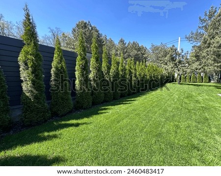 Similar – Image, Stock Photo Thuja hedge in the snow