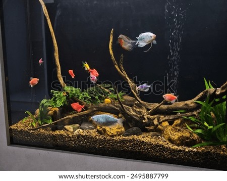 Similar – Image, Stock Photo aquarium Aquarium