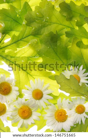 green oak leaves with white small flowers on a white background