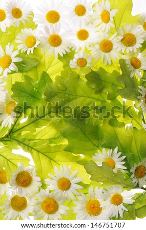 green oak leaves with white small flowers on a white background