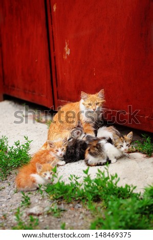 a family of homeless cats