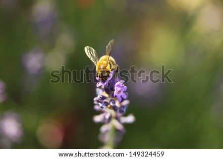 Honey bee on lavender flower. Honey bee is collecting pollen.