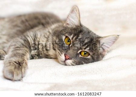Sad sick young gray cat lies on a white fluffy blanket in a veterinary clinic for pets. Depressed illness and suppressed by the disease animal looks at the camera. Feline health background.