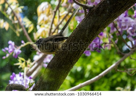New Zealand Fantail bird on tree branch Stock fotó © 