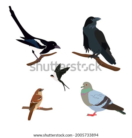 Similar – Image, Stock Photo Crows and magpie on the top sitting on big oak`s branches. Birds sit on a leafless branch against the evening blue sky with the moon. Silhouette of dry tree branches with birds and the moon. Winter season, night landscape, wallpaper, copy space