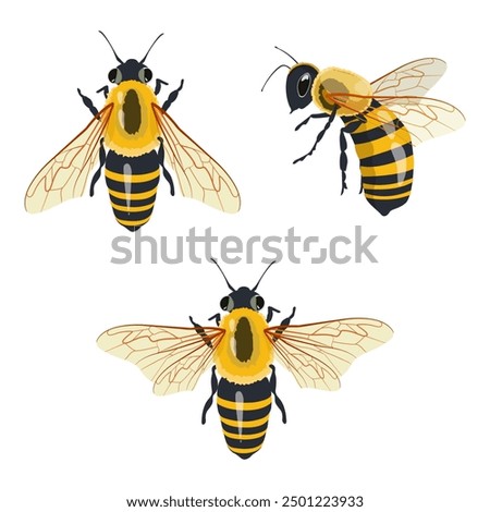 Set Honey Bee Icons Close Up Isolated on White Background. Queen Honey Bee Design Template, Vector Illustration