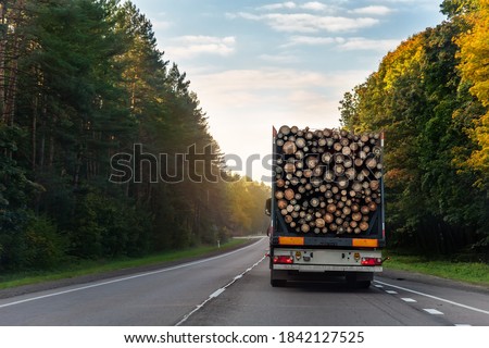 back view of long heavy industrial wood carrier cargo vessel truck trailer with big timber pine, spruce, cedar driving on highway road with blue sky background. Timber export and shipping concept