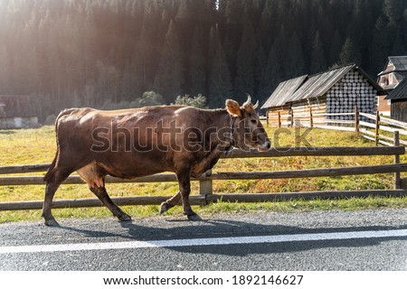 Shutterstock Puzzlepix