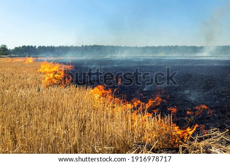 Similar – Image, Stock Photo Burned grass. Spring fires. Ashes of the burnt grass. A field with burnt grass with trash and burnt trees.