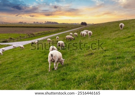 Similar – Image, Stock Photo View of the Wadden Sea