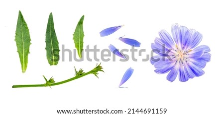 Chicory. Collection of flower and chicory leaves. Isolated floral elements. Сток-фото © 