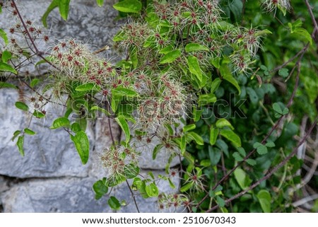 Similar – Image, Stock Photo a branch of Clematis montana hangs in front of a wooden wall