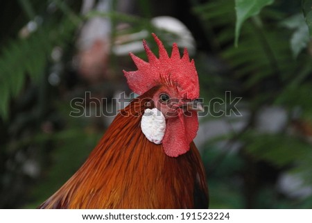 Thailand is the Bantams like farming the home country.