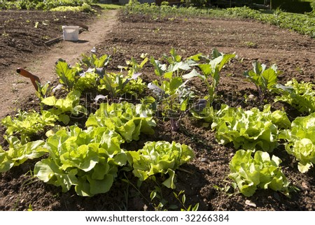Organic salad in little garden
