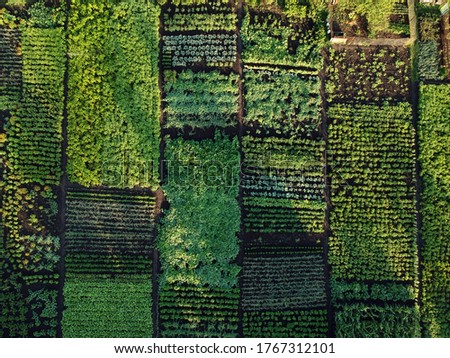 Similar – Image, Stock Photo Aerial View Of Vegetable Garden. Potato Plantation At Summer Day. Village Garden Beds