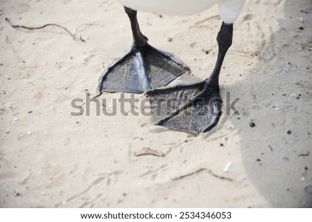 Similar – Image, Stock Photo close-up of some legs on a tennis court