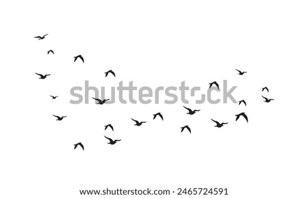 Flying Birds Vector And Illustration. 