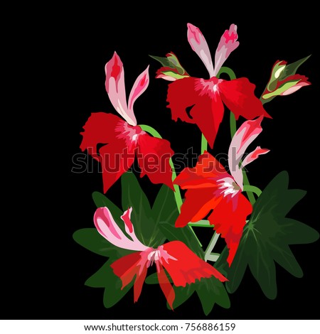 Pelargonium lotta lundberg. Beautiful red tropical flowers with leaves on a black background, for decorating women's clothing, accessories, illustrating books on floriculture, botany. Room geranium.