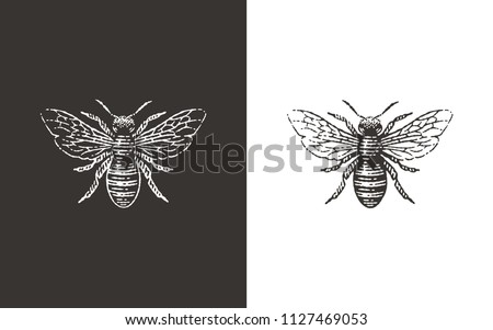 Honey bee logo. Hand drawn engraving vintage style illustrations.