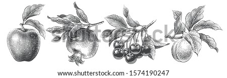 Cherries, apple, apricot and pomegranate composition set. Hand drawn engraving style illustrations.