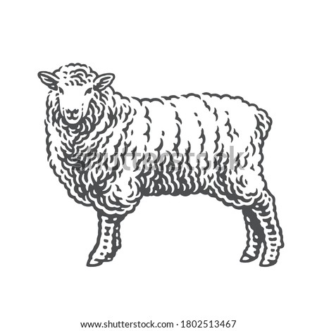 Sheep. Hand drawn engraving style illustrations. Etched vector illustration.