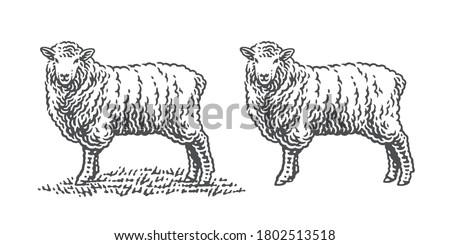 Sheep standing on a grass. Hand drawn engraving vintage style illustrations. Etched vector illustration.