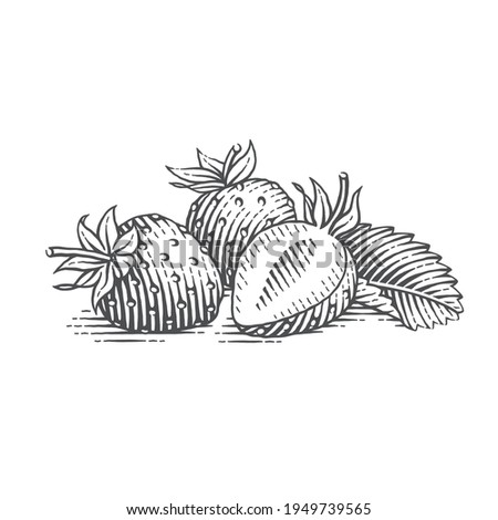 Strawberry. Hand drawn engraving style vector illustration.