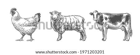 Cow, sheep and chicken, farm domestic animals. Hand drawn engraving style vector illustration.Hand drawn engraving style vector illustration.