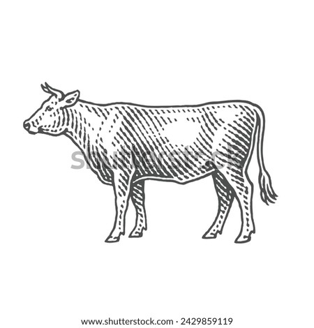 Bull. Black Angus. Hand drawn engraving style illustrations.	
