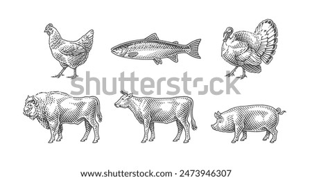 Buffalo, wild salmon, fish, turkey, chicken, pig, bull, cow. Farm domestic animals. Hand drawn engraving style illustrations. Etched vector illustration.