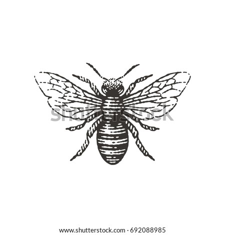 Honey bee. Hand drawn engraving vintage style illustrations.