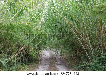 A lushly overgrown dirt road. Nature encroaching on the road. Stockfoto © 