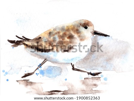 Watercolor Cute Running Sandpiper Bird Painting Illustration