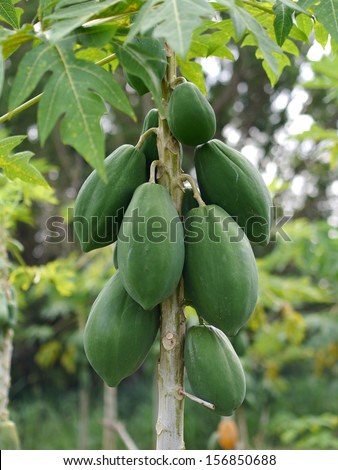 papaya on the papaya tree in garden