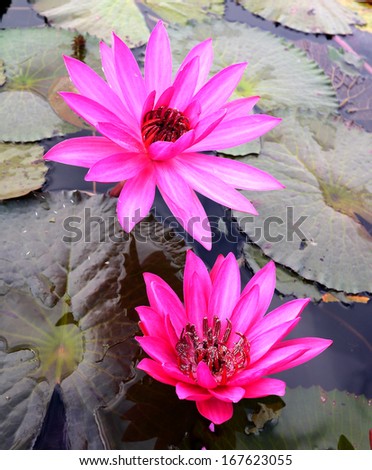 Red lotus flowers (Water Lily) in twin are blooming.