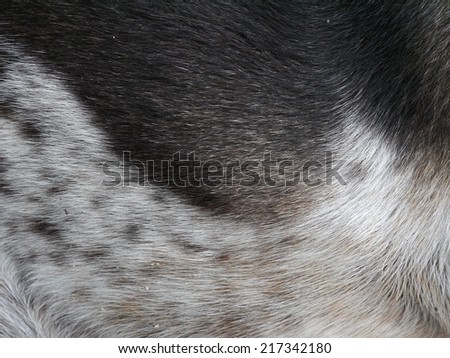 Textures of Dog Fur