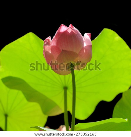 beautiful pink lotus and green lotus leaf on black background
