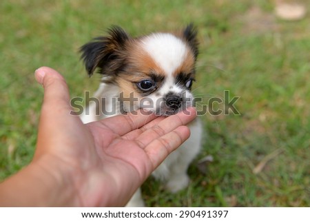 little dog play in lawn