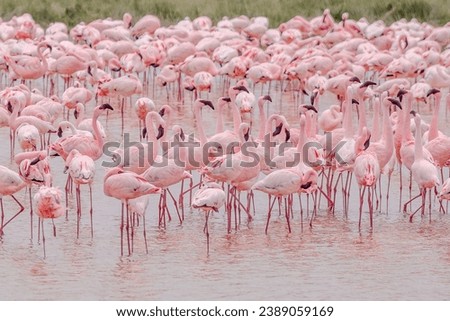 Image, Stock Photo Flock of flamingos on lake