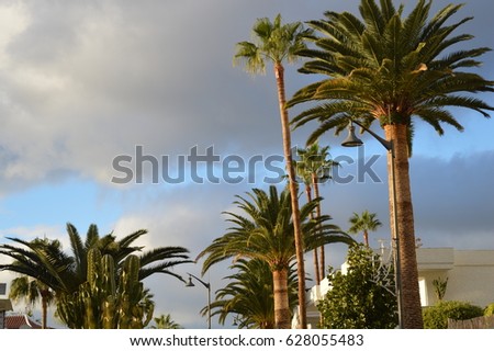 Palm trees Stock fotó © 