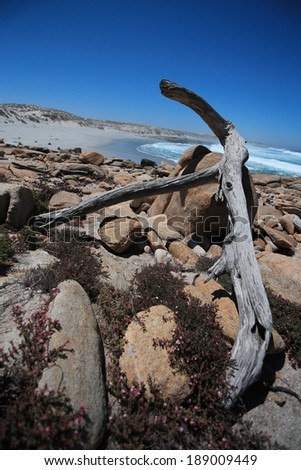 Drift wood on the Skeleton coast, Namaqualand, Northern Cape, South Africa