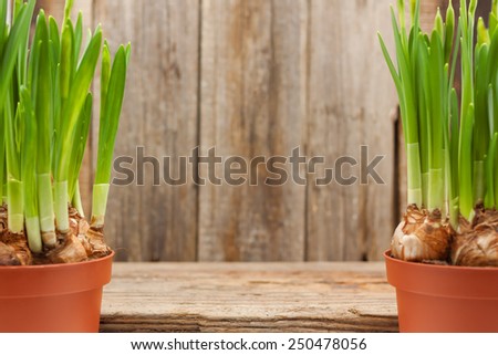 flowers daffodils bulbs buds pots two spring gardening background