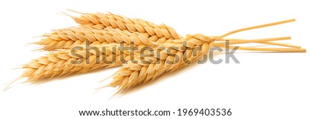 Wheat ears isolated on white background. Package design element with clipping path. Full depth of field Stock foto © 