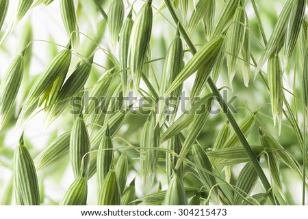 Green young oat ears texture on white background for health and cosmetics design package