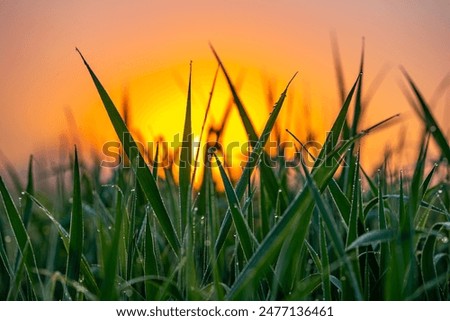 Similar – Image, Stock Photo Fresh grass with dew drops