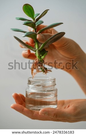 Similar – Image, Stock Photo Succulent leaf with roots and shoots.